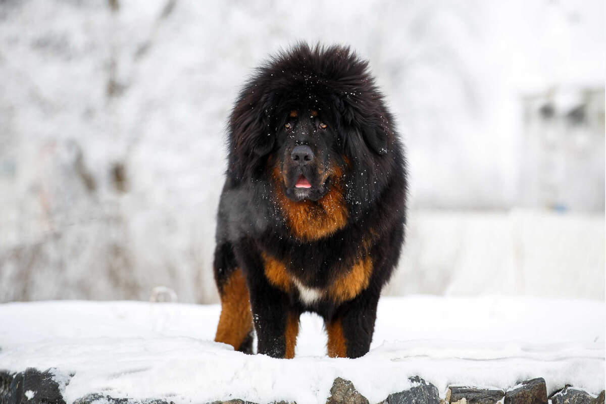 giant breed black brown dog standing in the snow