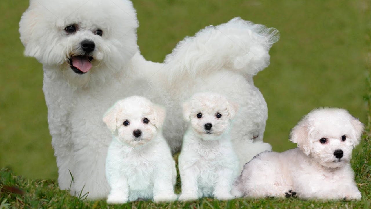 çimlerde yavrularıyla birlikte duran bichon frise cinsi köpek