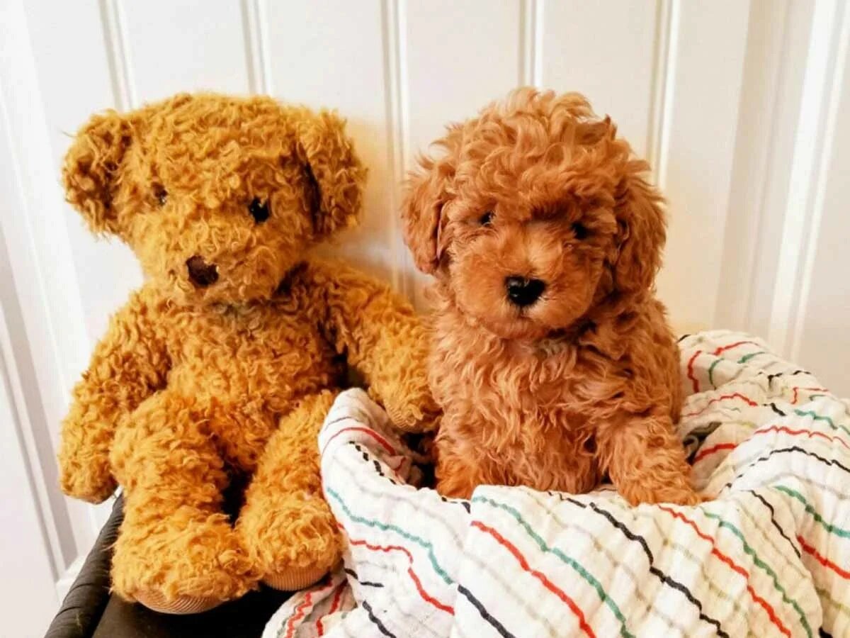 oyuncak ayıyla birlikte oturan kahverengi kıvırcık köpek