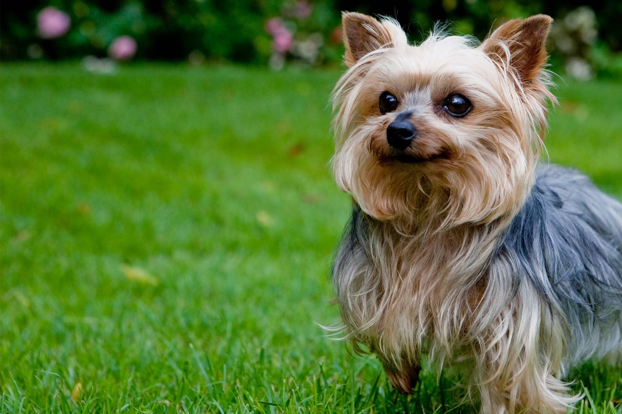 çimlerde oturmuş gülümseyen yorkshire terrier cinsi köpek