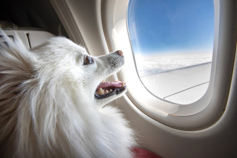 uçakla seyahat eden köpek