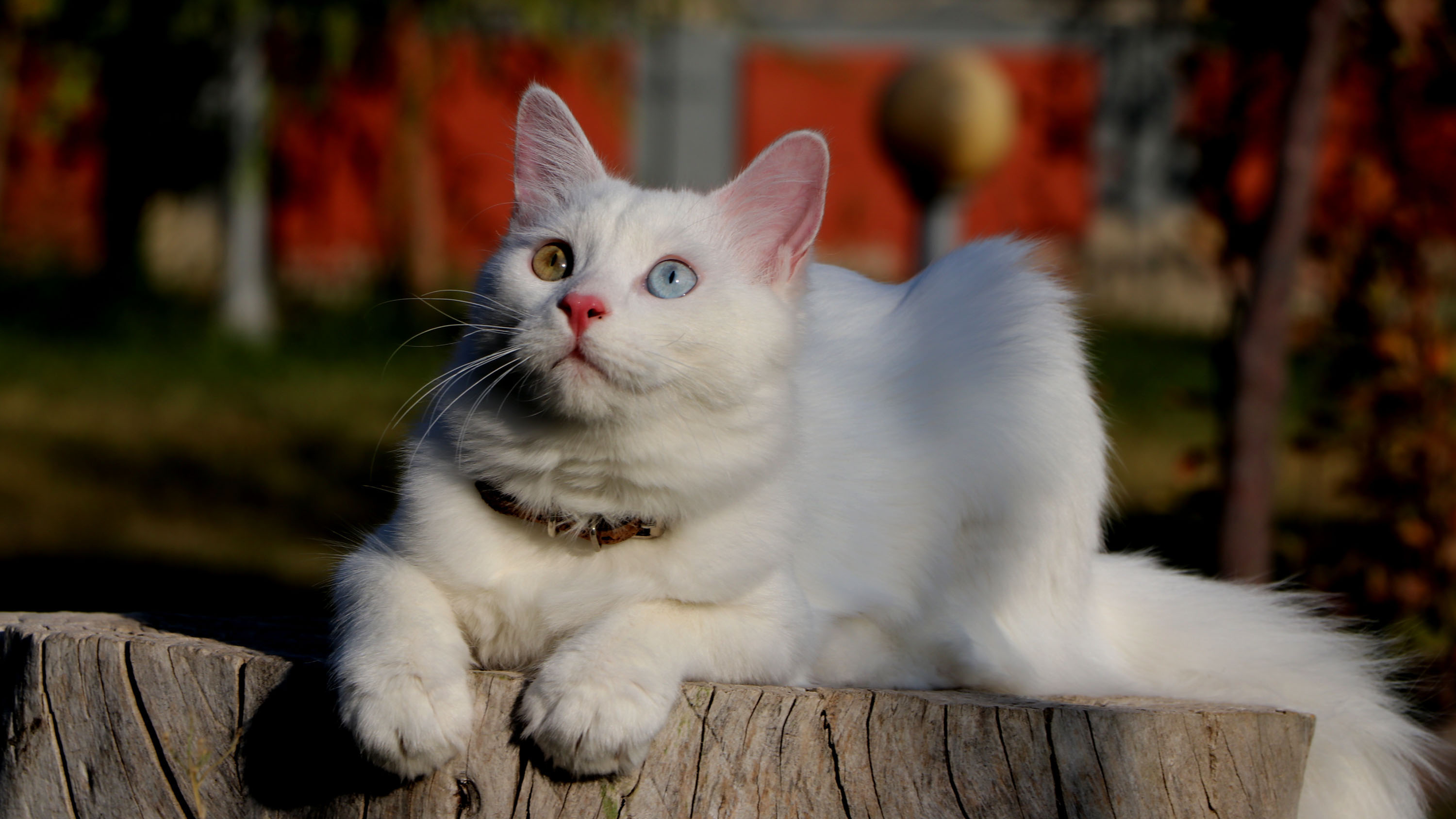 ağaçta oturan mavi ve yeşil gözlü kedi