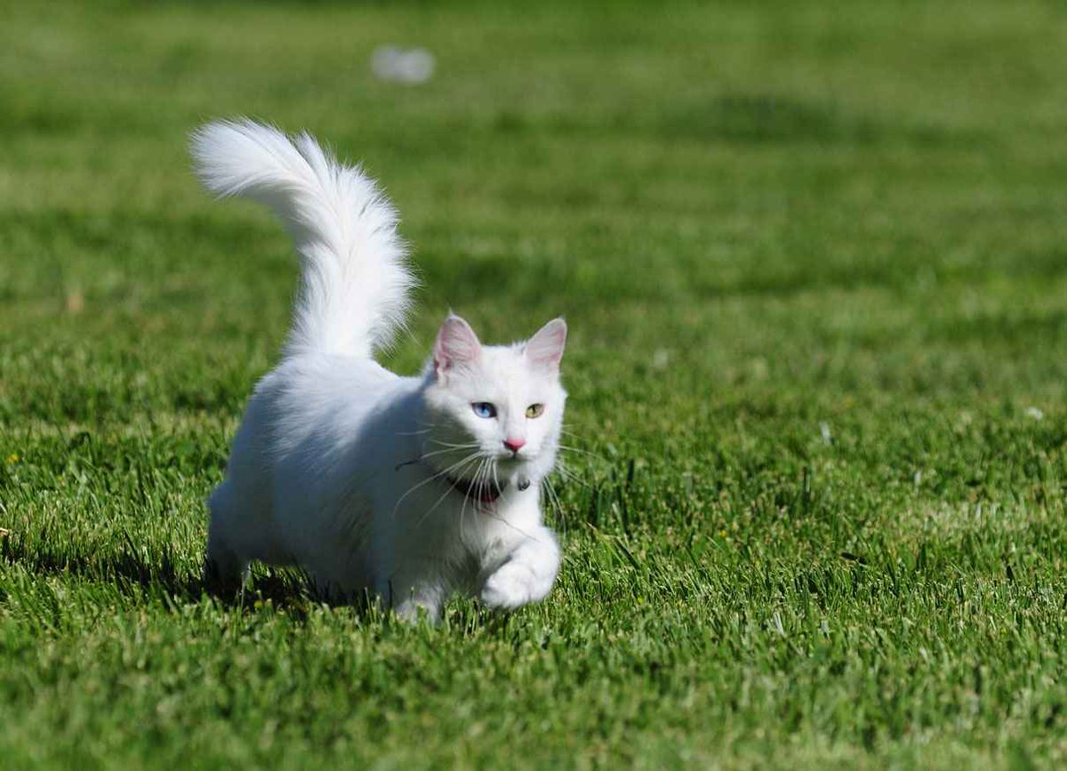bir gözü yeşil bir gözü mavi uzun tüylü beyaz kedi