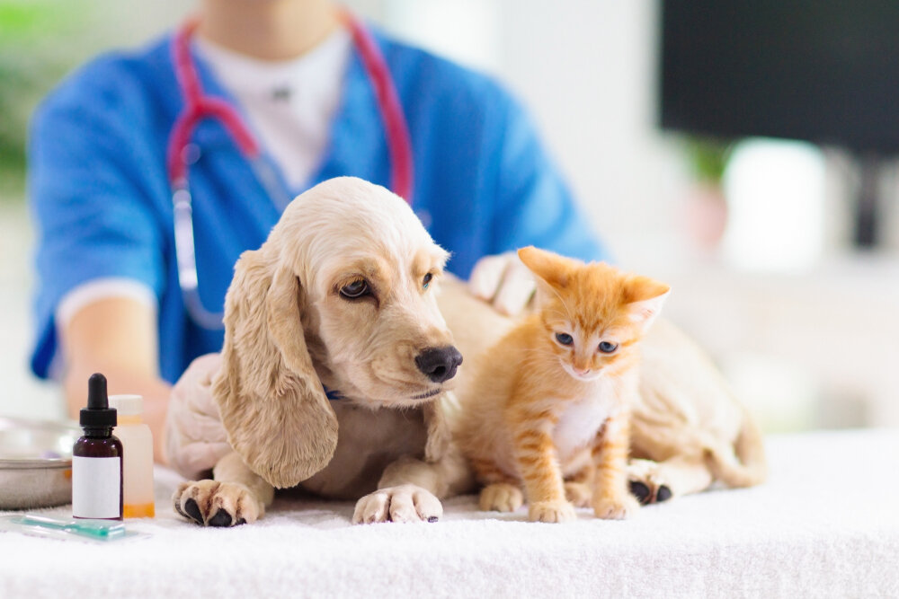 kitten and dog on the vet table 