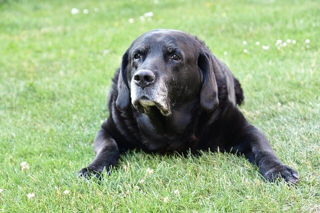 çimlerde oturan siyah yaşlı köpek