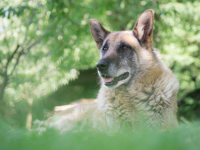 ormanlık alanda oturan Alman Çoban Köpeği