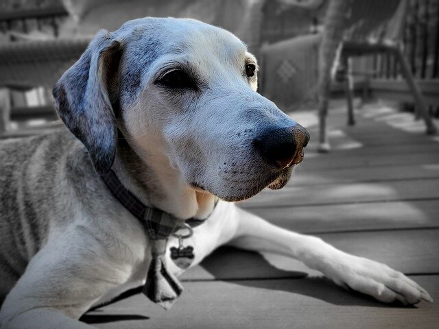 Tahta zeminde uzanan yaşlı beyaz gri renkte köpek