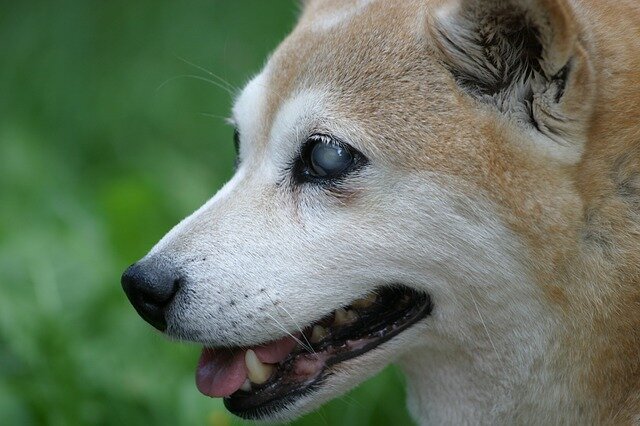 dog blind in left eye