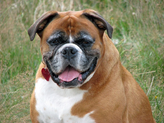 şişman ve yaşlı Boxer cinsi köpek