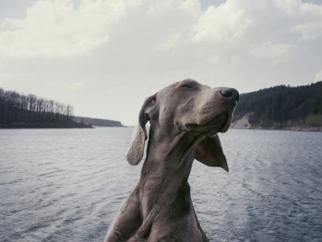 dog with eyes closed in the sea