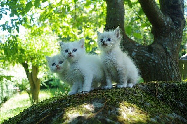 ormanlık alanda üç yavru kedi