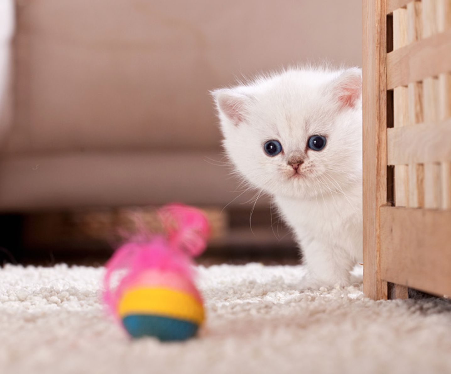 mobilyanın ardından pembe oyuncağa bakan beyaz renkli yavru kedi