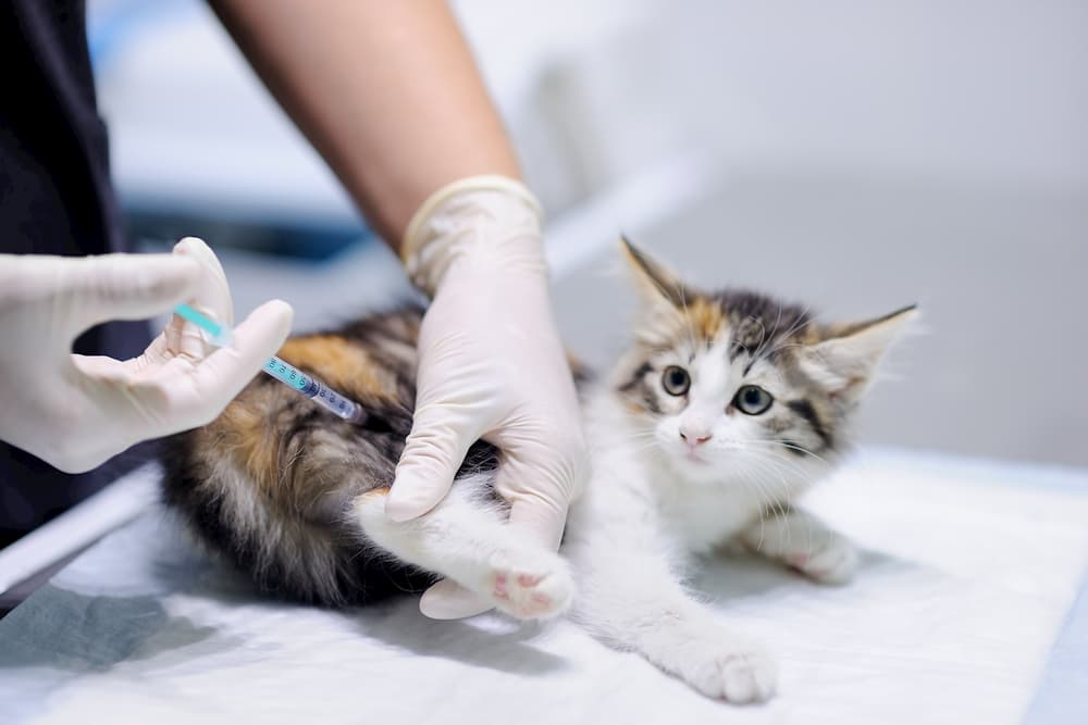 veterinerin aşı yaptığı yavru kedi