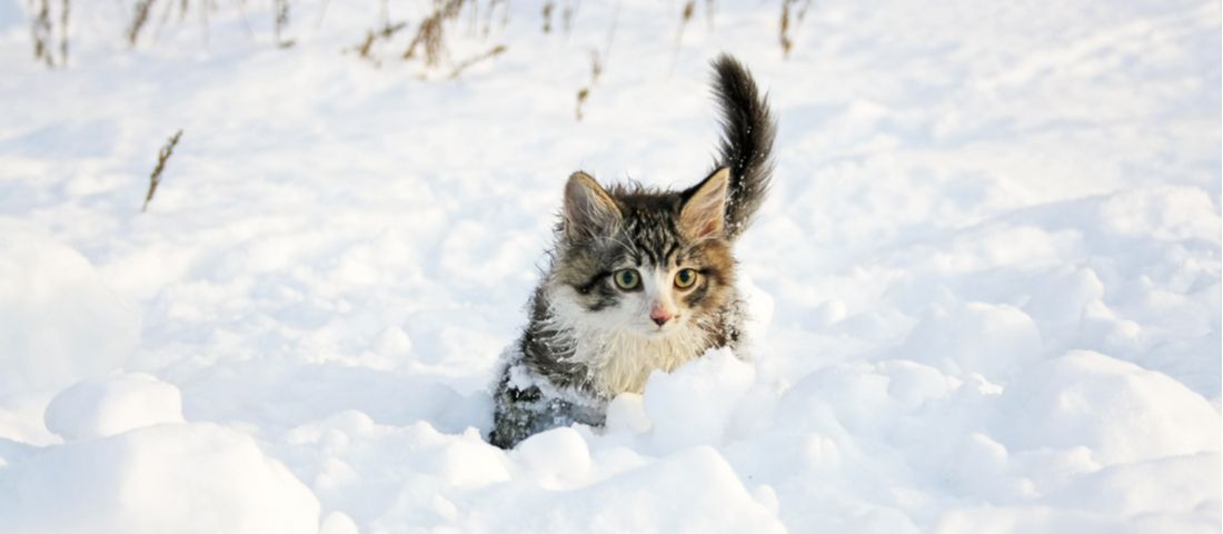 kar içinde yürüyen sarı gözlü tekir yavru kedi