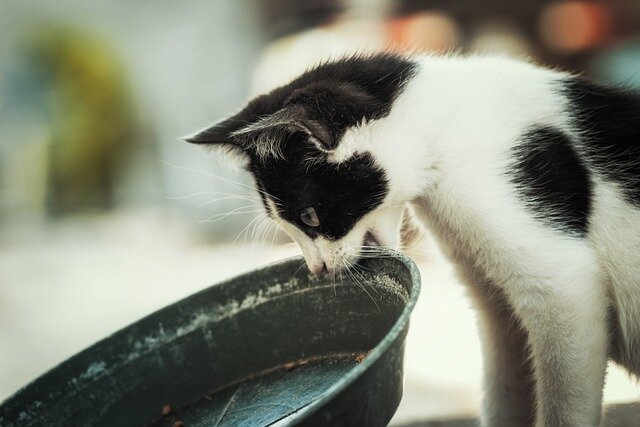 boş kabı ısıran siyah beyaz kedi