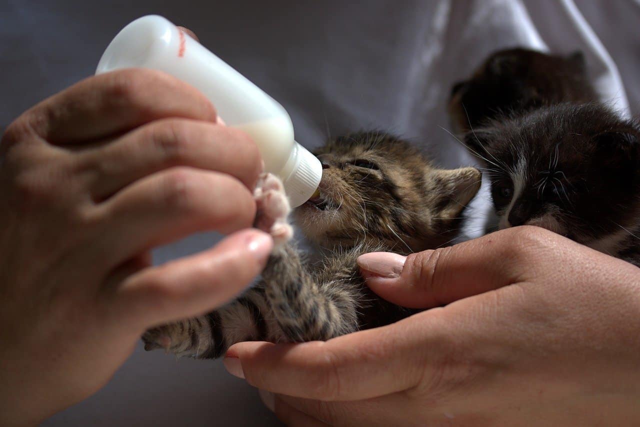 süt tozu ile biberondan beslenen yavru tekir kedi
