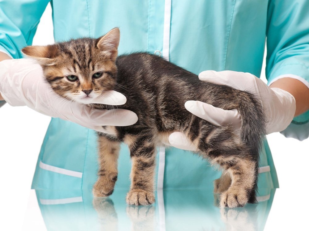 veteriner hekim kontrolünde yavru tekir kedi