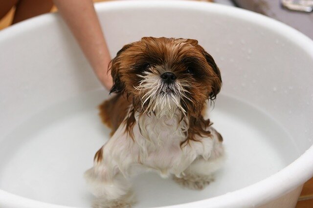 Tüyleri ıslak banyo yapan yavru köpek