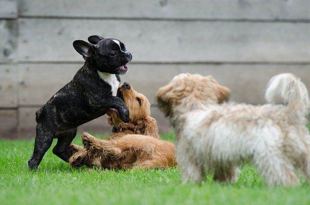 Çimlerde oyun oynayan yavru köpekler