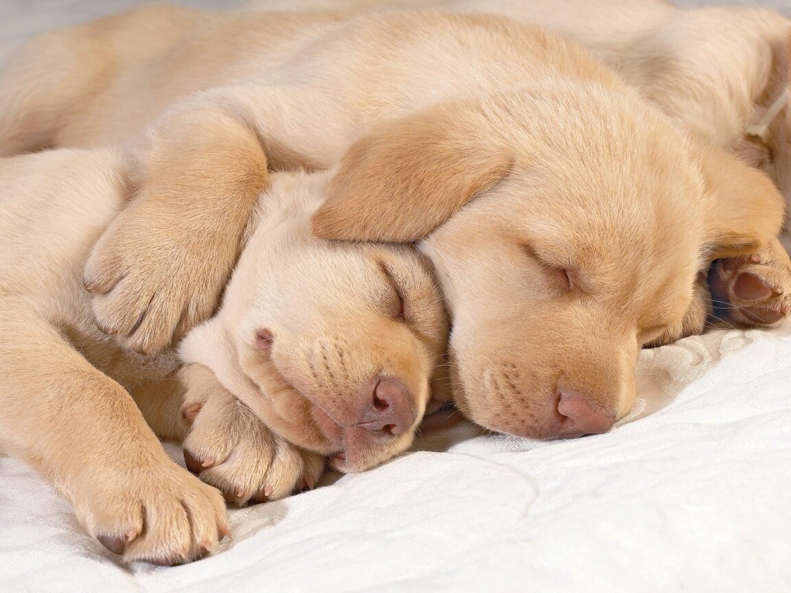 birlikte uyuyan iki köpek
