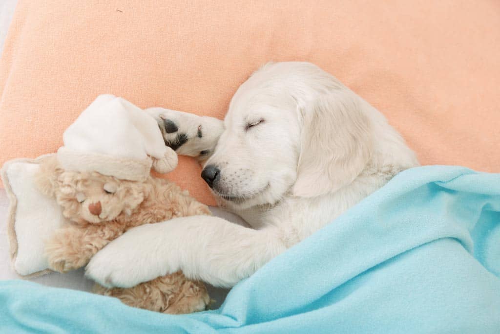 oyuncağı ile uyuyan yavru köpek