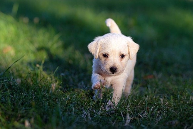 çimlerde yürüyen beyaz yavru köpek