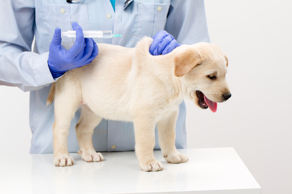 veterinerin aşılama yaptığı yavru köpek