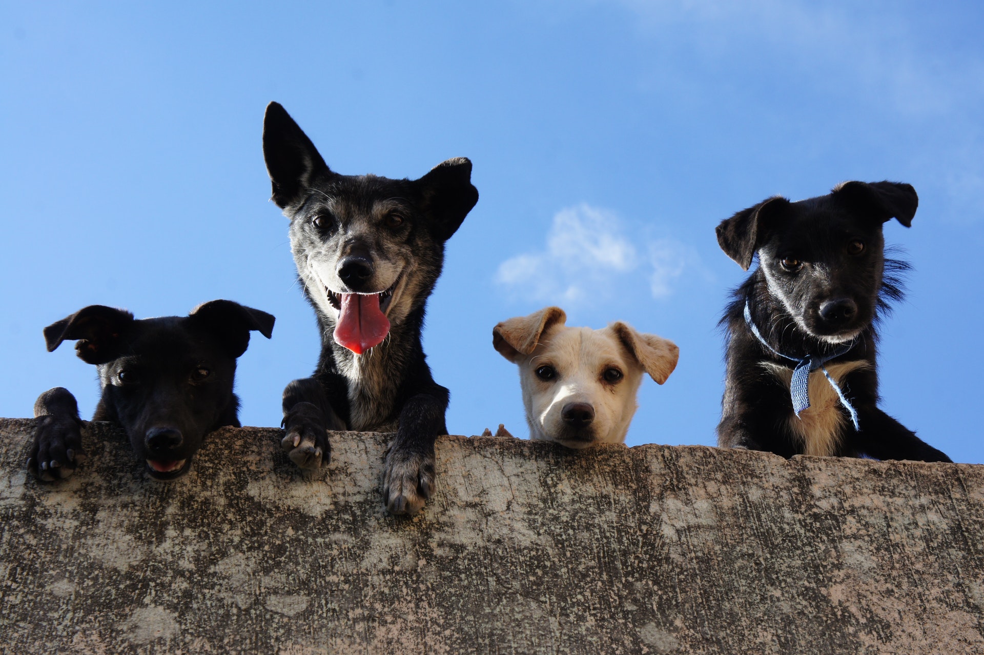 duvara yaslanıp aşağıya bakan yavru köpekler