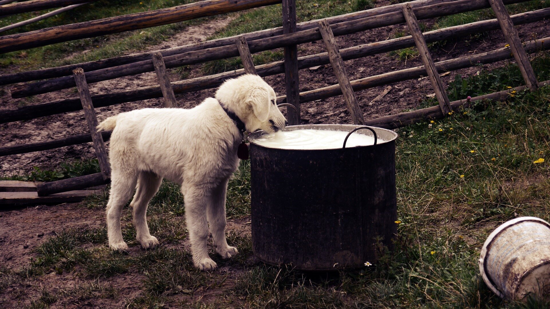 puppy drinking milk from the cauldron