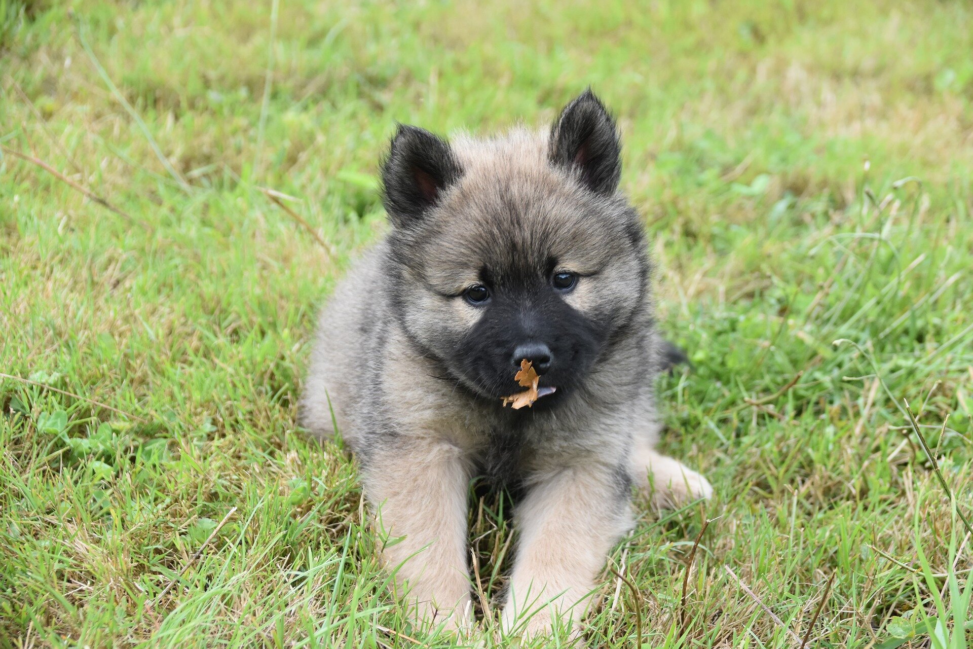 puppy eating grass sitting on the grass