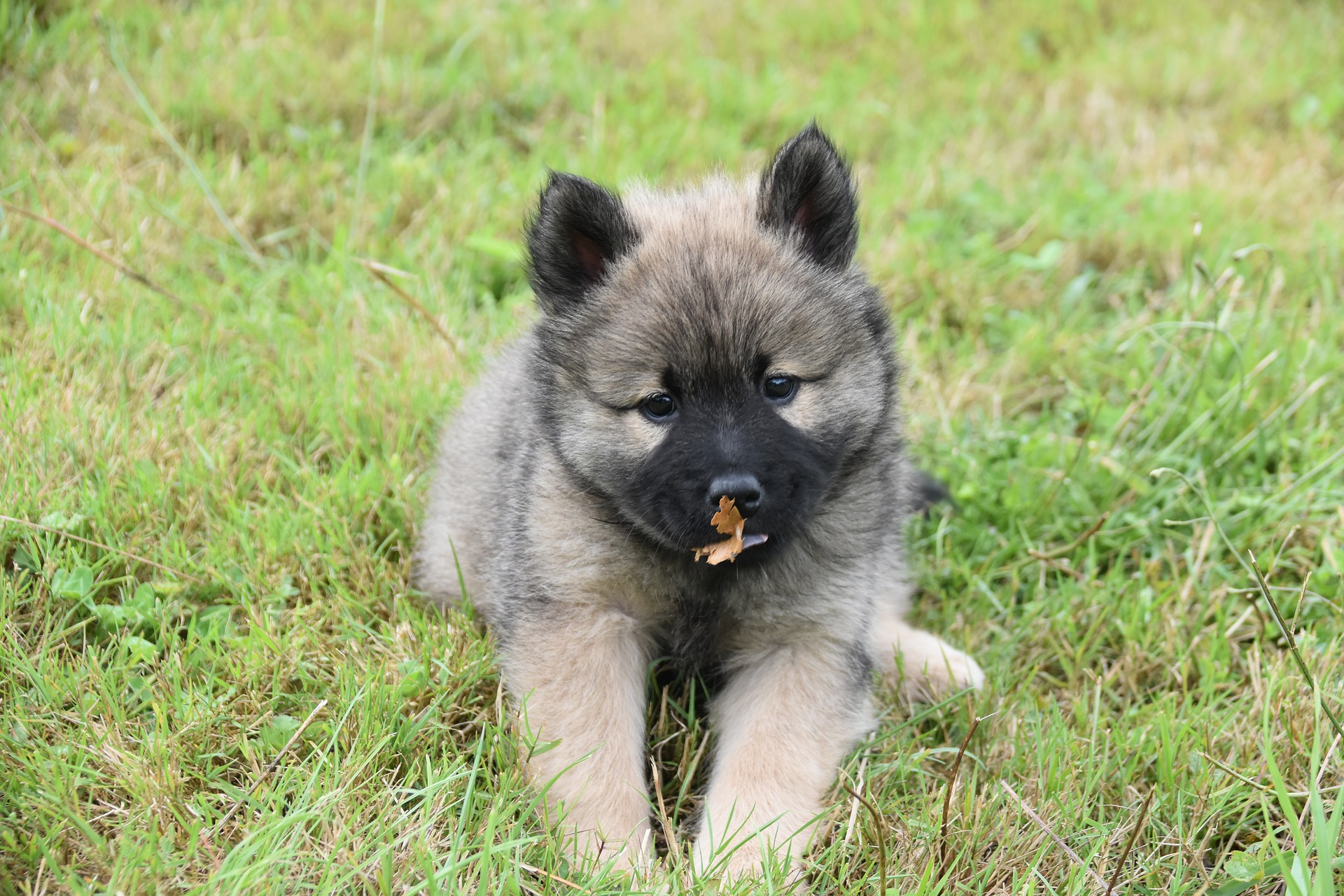 çimlerde oturan ot yiyen yavru köpek