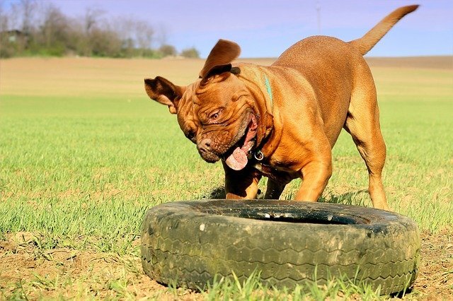Bordeaux Mastiff playing with old rubber 
