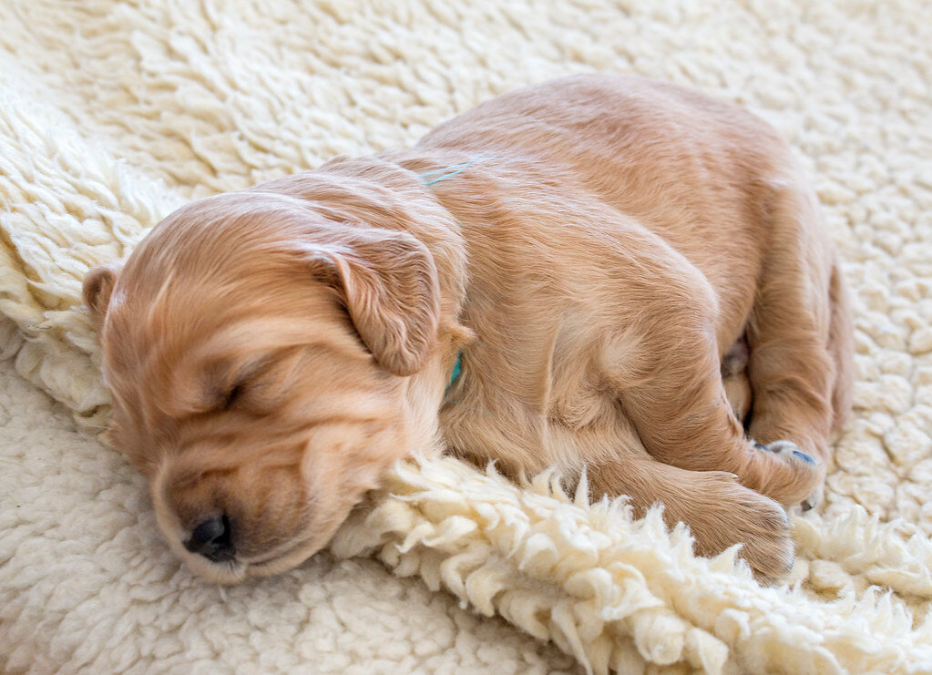 puppy sleeping on the carpet