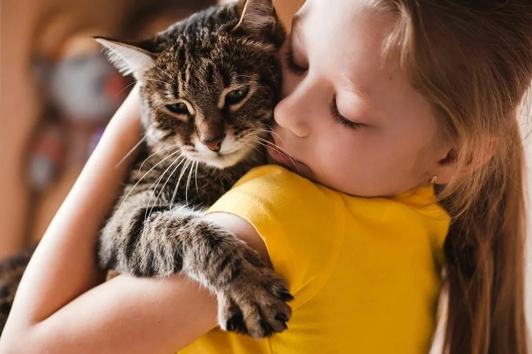 Yetişkin Kedi Sahiplenme Avantajları ve Zorlukları | Petlebi Sosyal