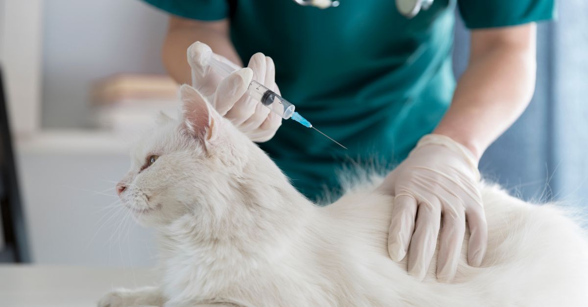 aşıya hazırlanan beyaz kedi