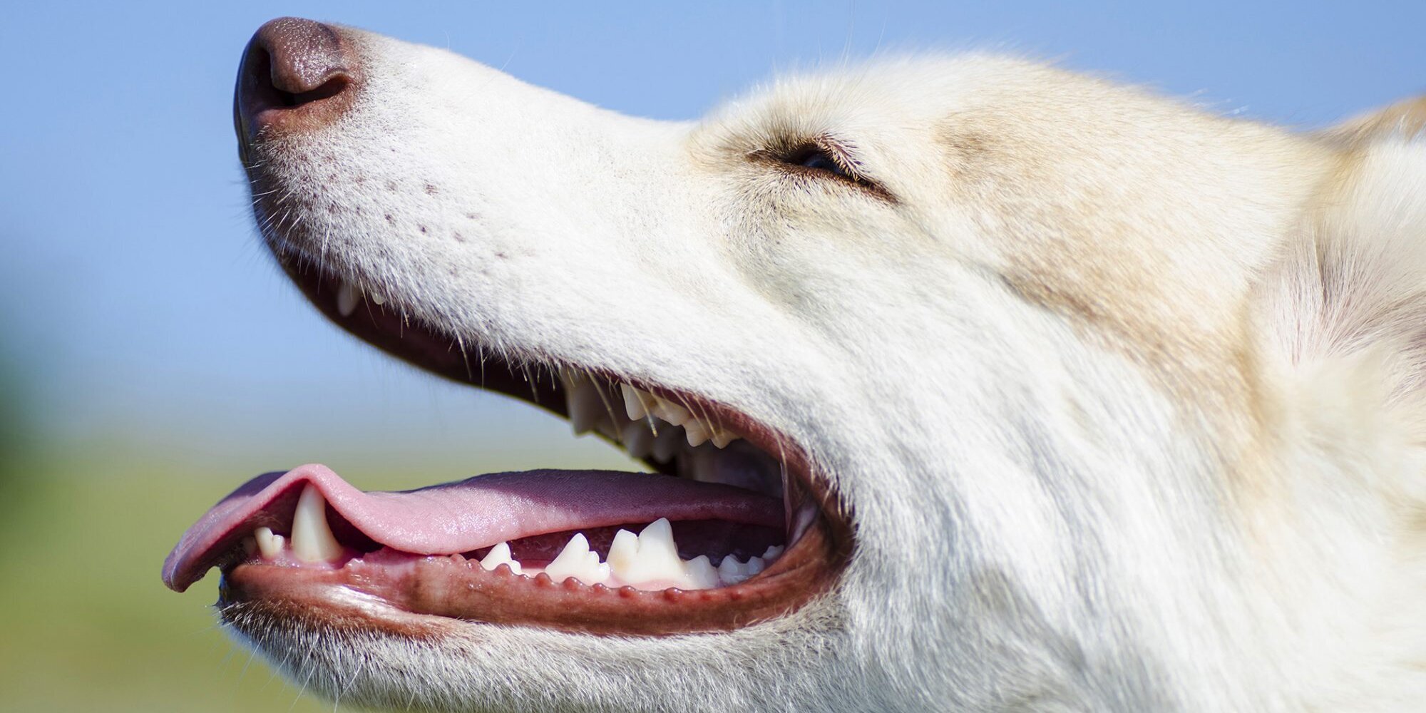 dişleri gözüken beyaz köpek