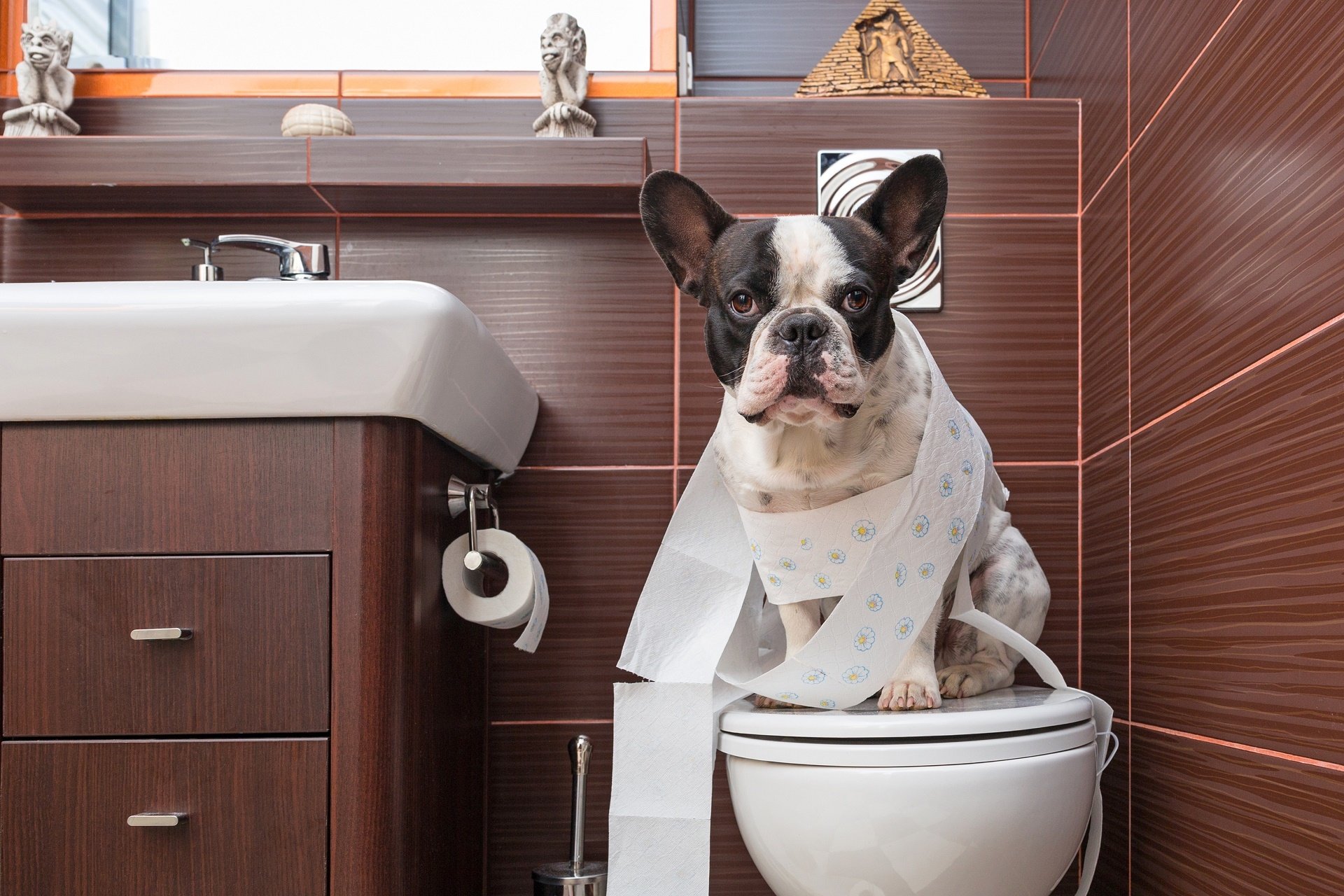 klozet üzerinde tuvalet kağıdına sarılmış köpek
