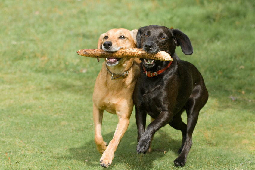 sosyalleşen iki köpek