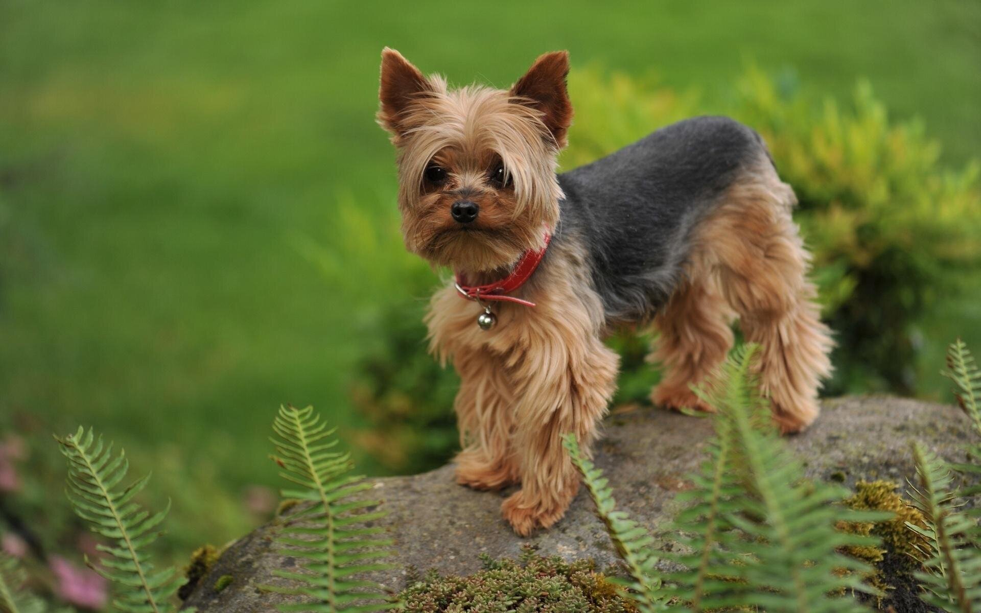 small dog standing on stone