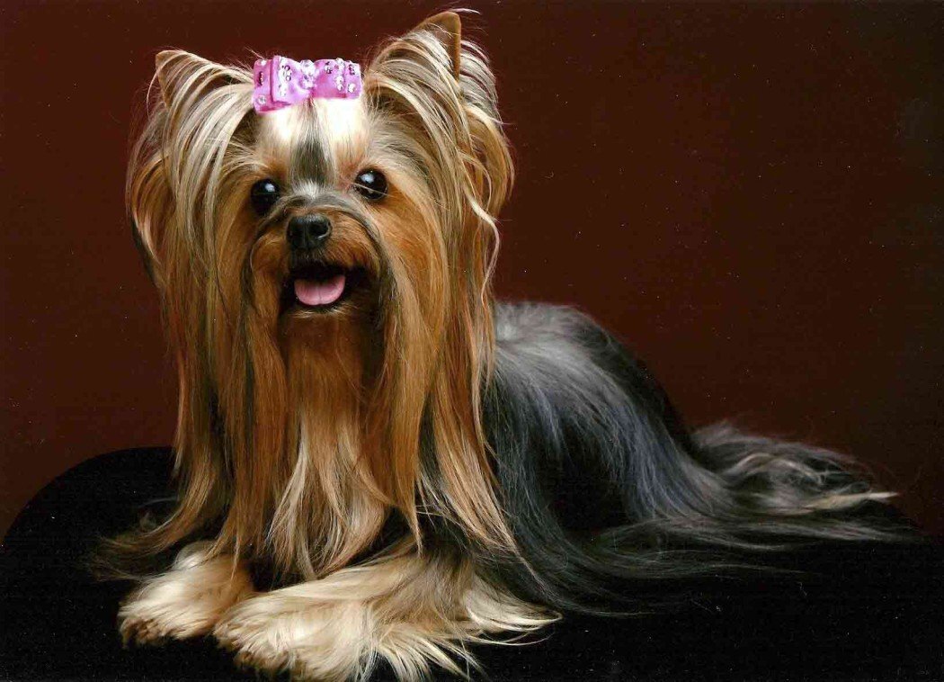 pink buckled yorkshire terrier