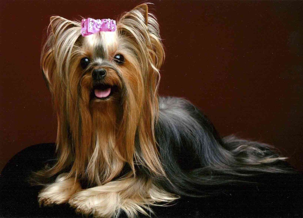 pembe tokalı yorkshire terrier