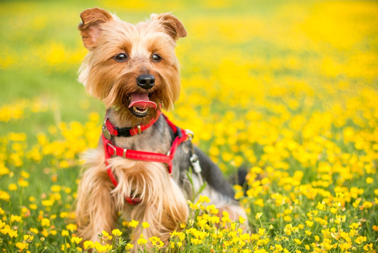 sarı çiçekler üzerinde dilini çıkarmış Yorkshire cinsi yavru köpek