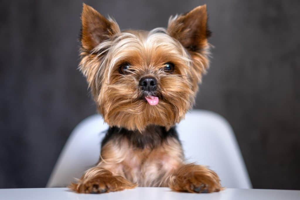 beyaz sandalyede oturan Yorkshire Terrier cinsi köpek