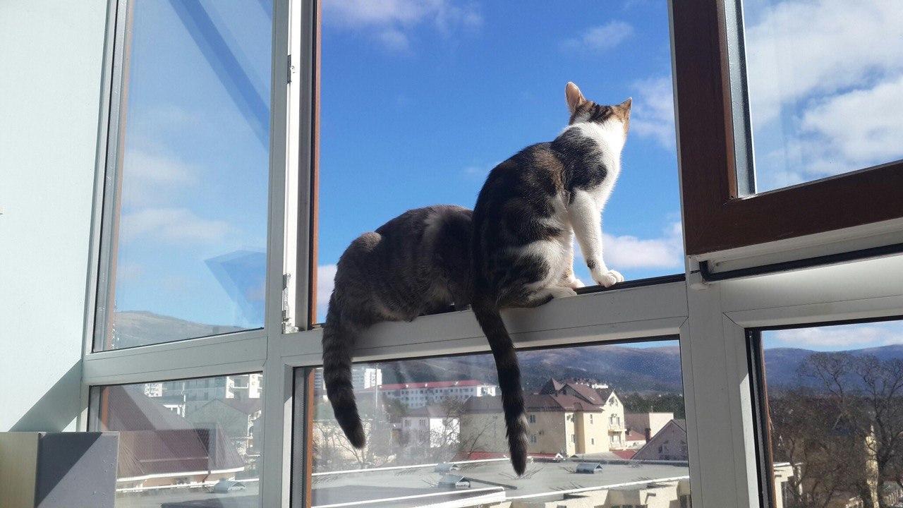 pencereye çıkmış 2 kedi
