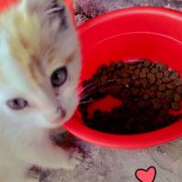 kedi_sever kullanıcısının #3205 peti