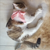 Tekir Kedi, Kedi  Fıstık fotoğrafı