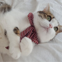 Tekir Kedi, Kedi  Fıstık fotoğrafı