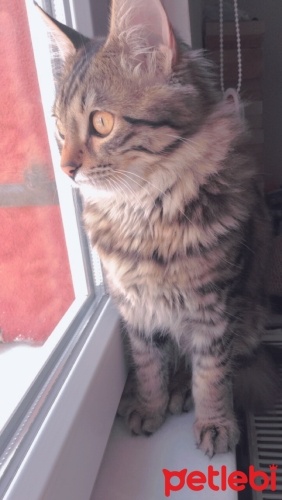 Kedim Sari Kusuyor Petlebi Sosyal Kedim Sari Kusuyor Petlebi Sosyal