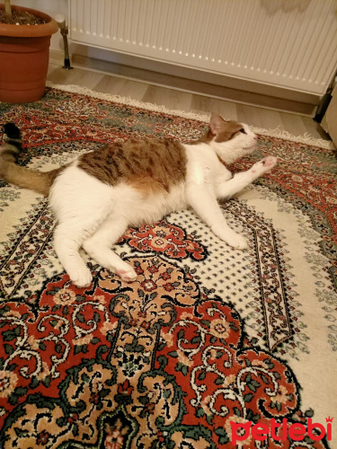 Kedimin Karni Sis Mi Kilo Mu Almis Petlebi Sosyal