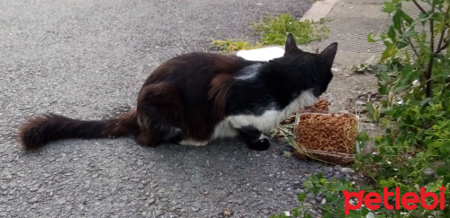 3 Renkli Kedi SiyahBeyazKahverengi Petlebi Sosyal